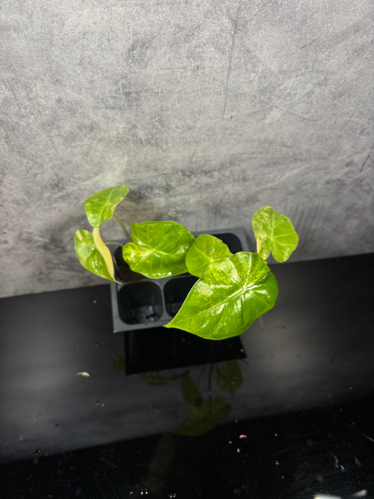 Alocasia portora aurea *starter plug growers choice