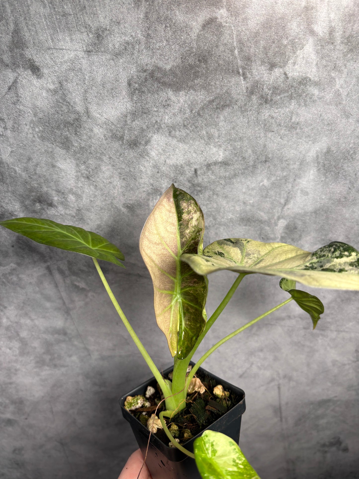 Alocasia regal shield albo mint *exact plant 3” pot