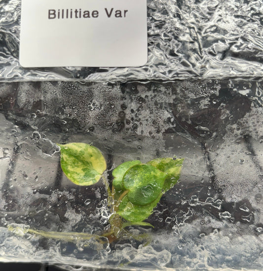 Philodendron Billietiae variegated - ships in 3-4 weeks growers choice rare tissue culture