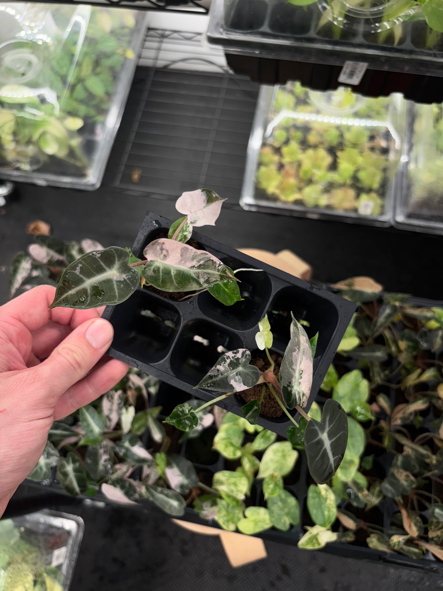 Alocasia bambino pink variegated starter plug growers choice