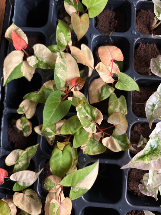 Fallopia multiflora