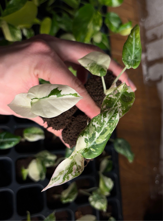 Alocasia black velvet pink plug (tc)