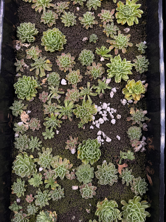 Pinguicula Esseriana