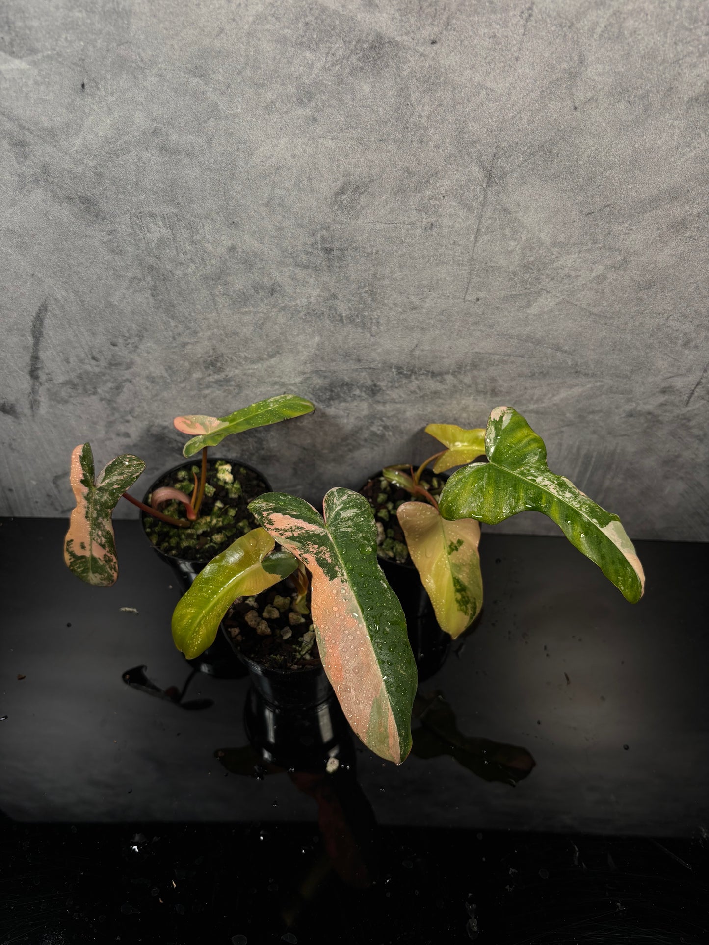 Philodendron “Brown Beauty” Florida beauty x black Billietiae variegated *3” pot growers choice