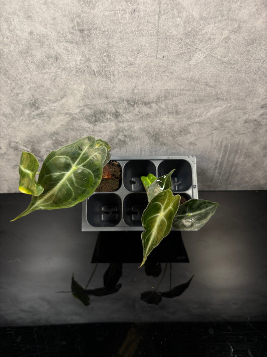 Alocasia Venom *Starter plug growers choice