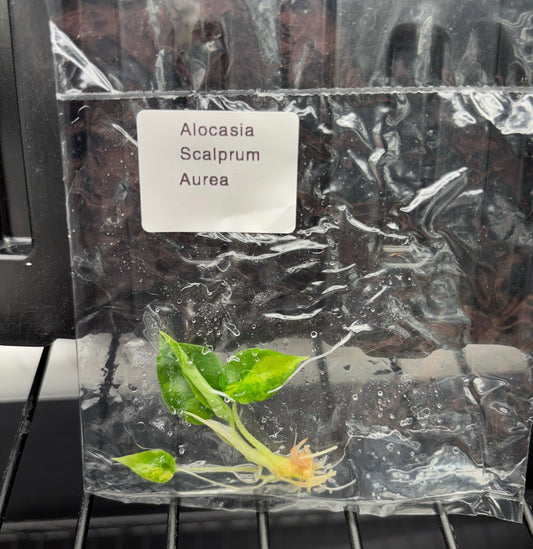 Alocasia Scalprum Aurea variegated - ships in 3-4 weeks growers choice rare tissue culture