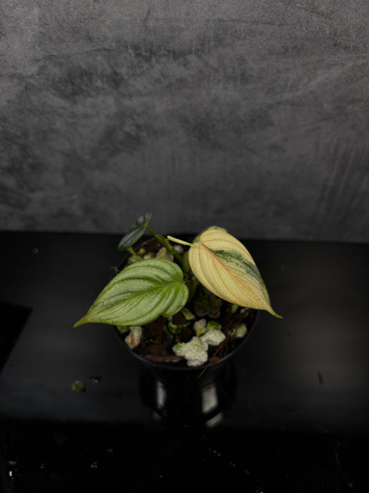 Philodendron brandiatum variegated exact plant