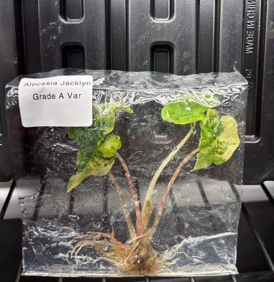 Alocasia Jacklyn aurea variegated - ships in 3-4 weeks growers choice rare tissue culture