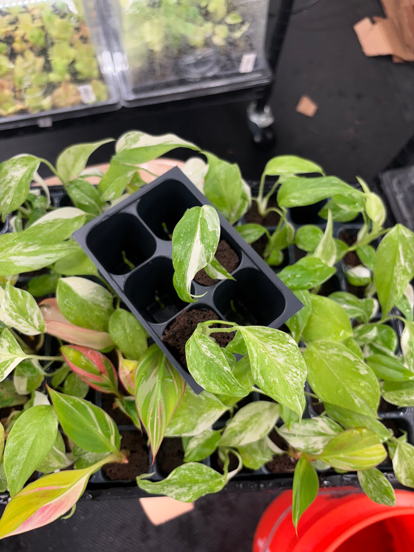 Monstera albo variegated *starter plug growers choice