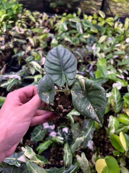 Alocasia Nebula Aurea variegated 3” pot EXACT PLANT