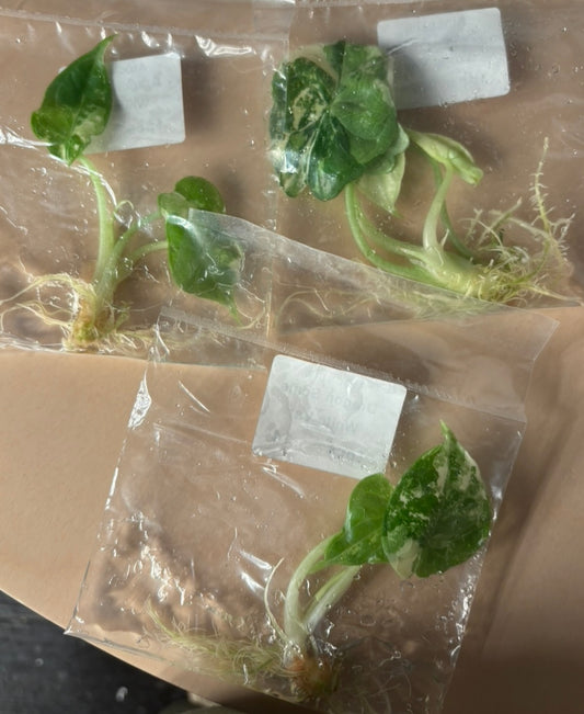 Alocasia dragon scale albo variegated - ships in 3-4 weeks growers choice rare tissue culture