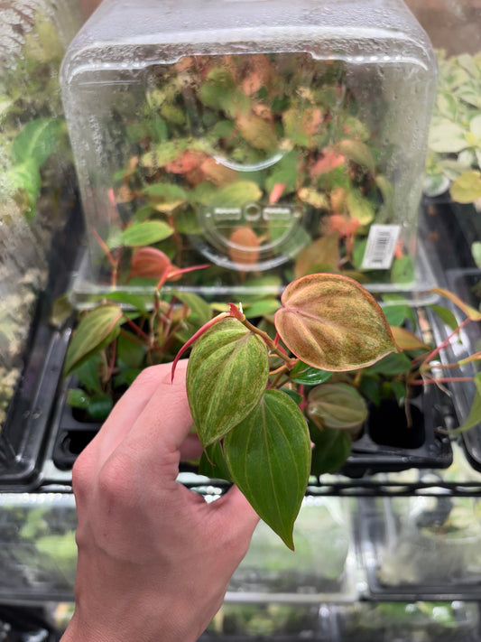 Philodendron micans mint variegated growers choice