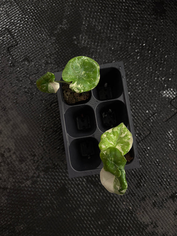 Alocasia melo albo variegated plug