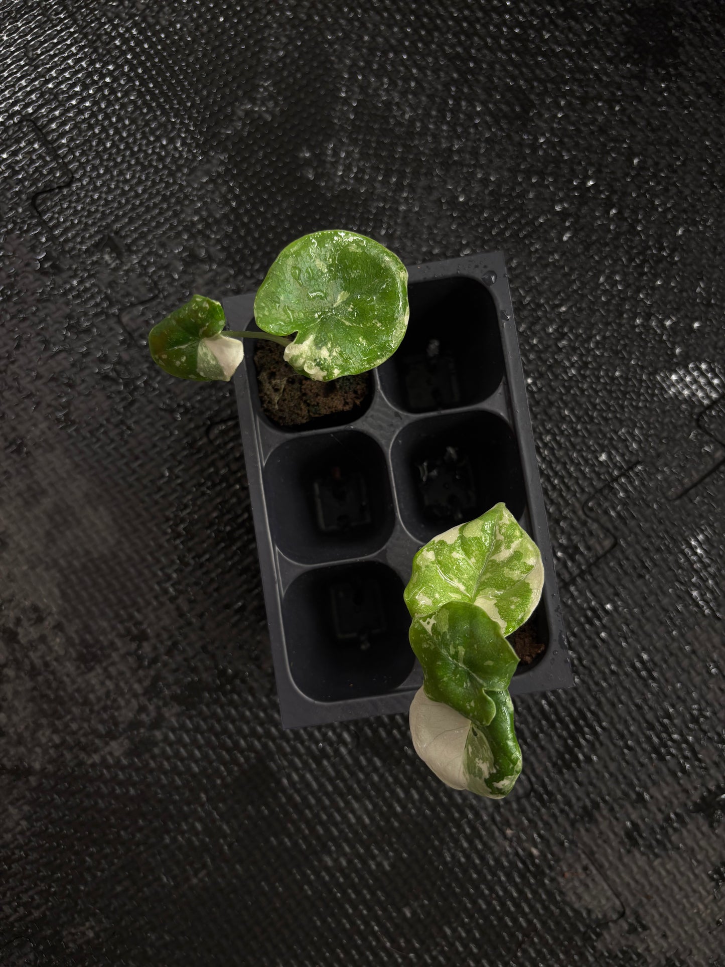 Alocasia melo albo variegated *growers choice starter plug