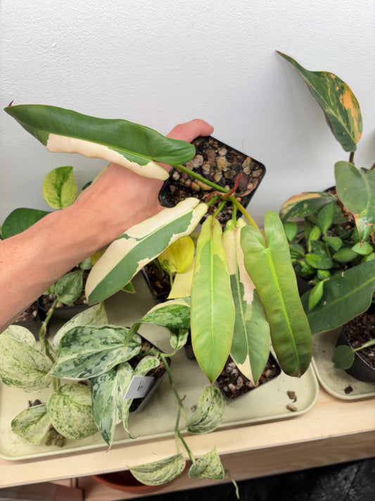 Philodendron Atabopoense Albo Variegated 4” pot EXACT PLANT