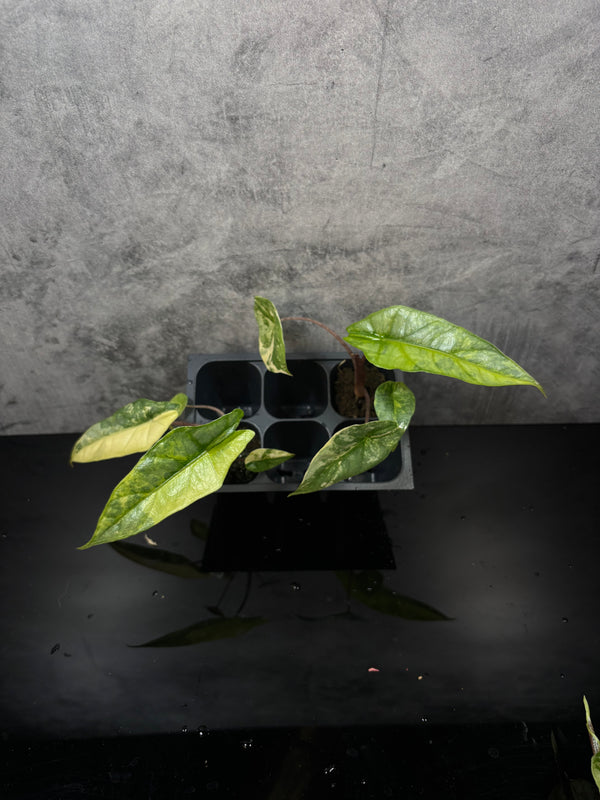 Alocasia heterophylla metallic blue aurea variegated plug