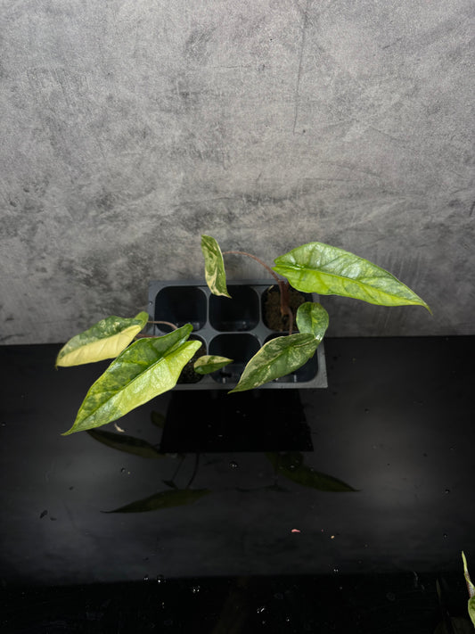 Alocasia heterophylla metallic blue aurea variegated *starter plug growers choice