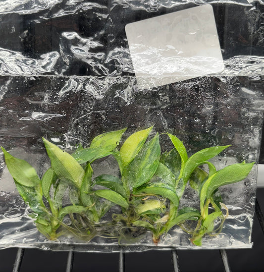 Philodendron Florida Beauty Variegated - ships in 3-4 weeks growers choice rare tissue culture