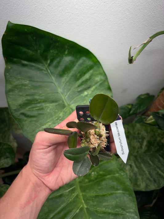 Bulbophyllum baucoense mounted orchid