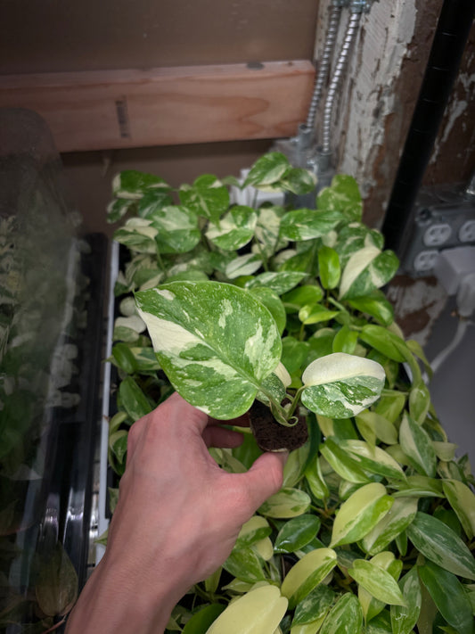 Monstera Thai constellation variegated starter plug growers choice