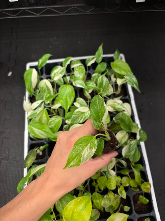 Monstera albo variegated starter plug growers choice