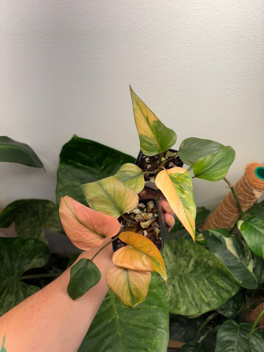 Homalomena Pink Diamond Variegated 3” pot growers choice