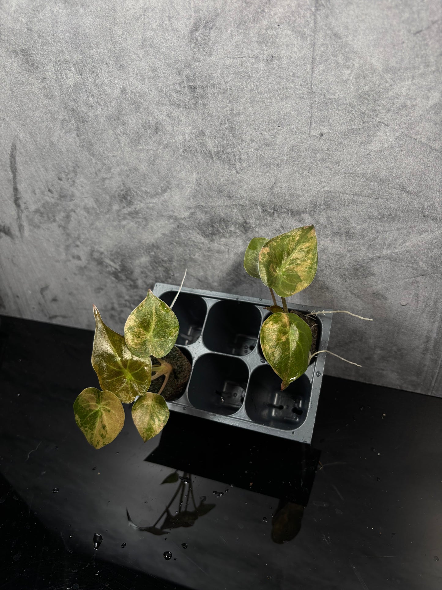 Alocasia wentii aurea sunset variegated *starter plug growers choice