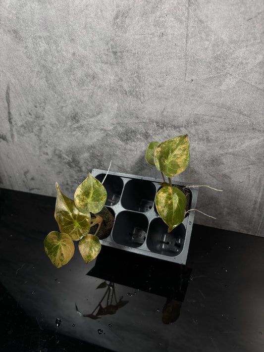 Alocasia wentii aurea sunset variegated *starter plug growers choice