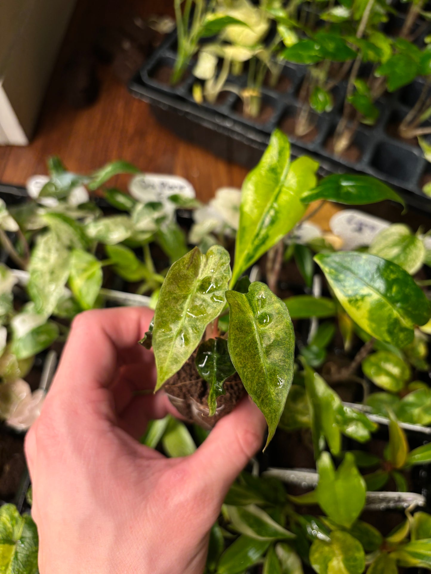 Alocasia amazonica Polly aurea variegated plug (tc)