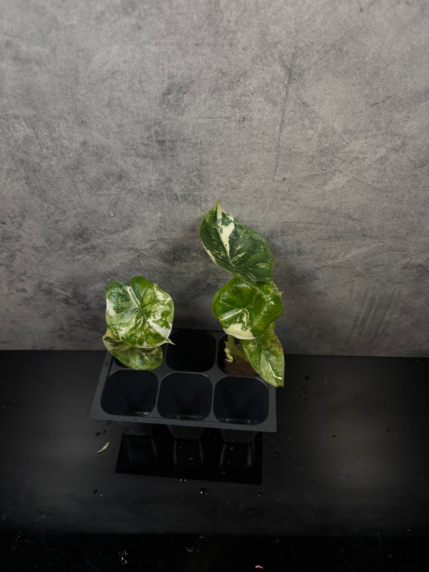 Alocasia dragon scale albo variegated growers choice starter plug