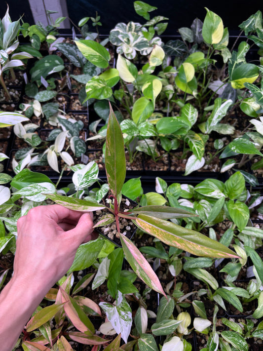 Philodendron Carmel Marble Variegated 3” pot growers choice