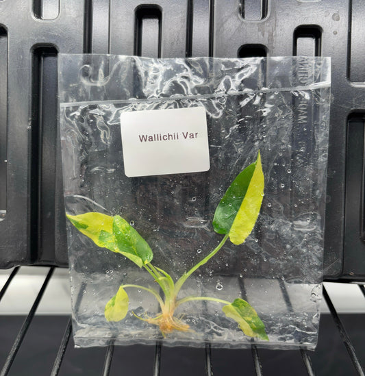 schismatoglottis wallichii variegated - ships in 3-4 weeks growers choice rare tissue culture