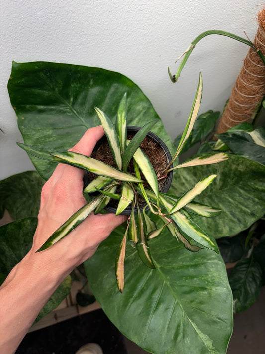 Hoya Wayetii Variegated 4” pot growers choice