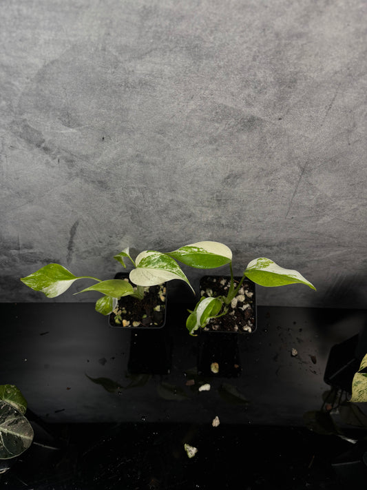 Monstera albo variegated 3” pot growers choice