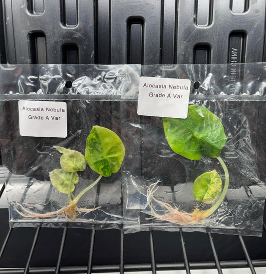 Alocasia nebula aurea variegated - ships in 3-4 weeks growers choice