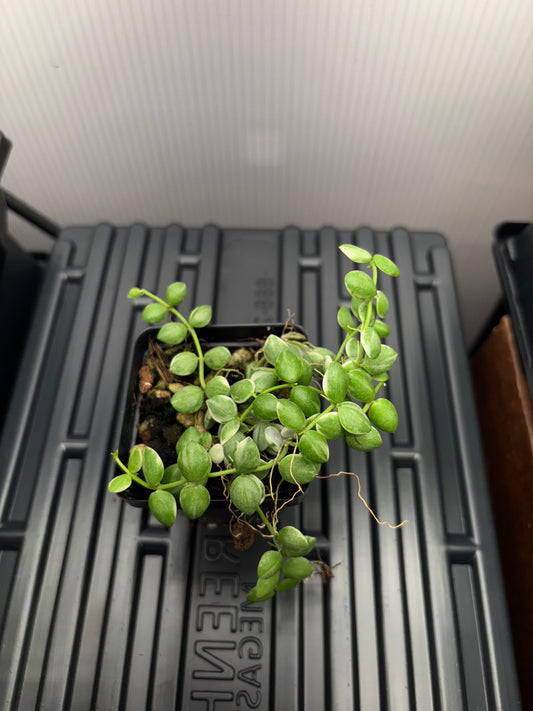 Dischidia Nummularia Variegated 3” pot growers choice