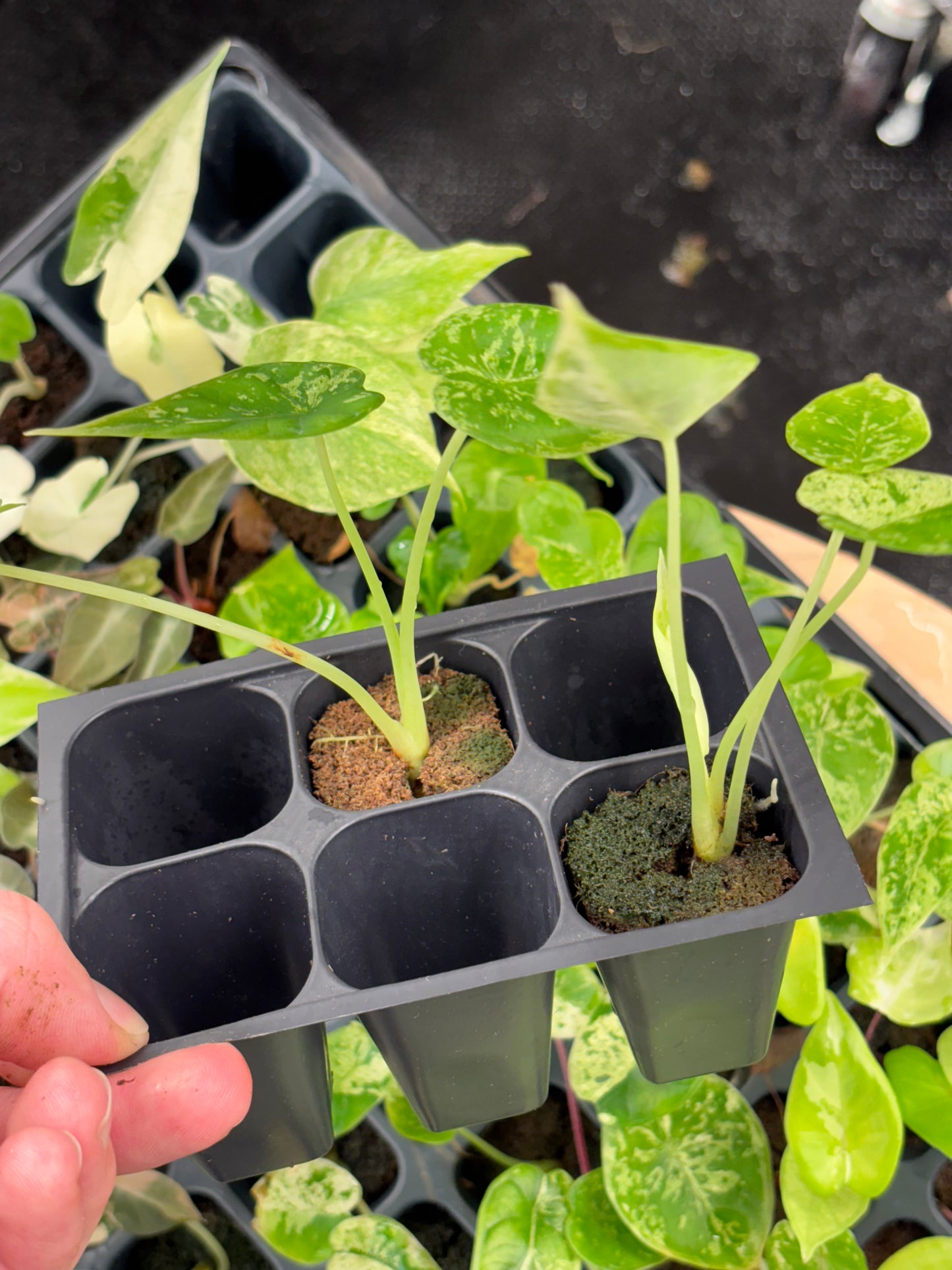 Alocasia dragon scale mint variegated *starter plug growers choice
