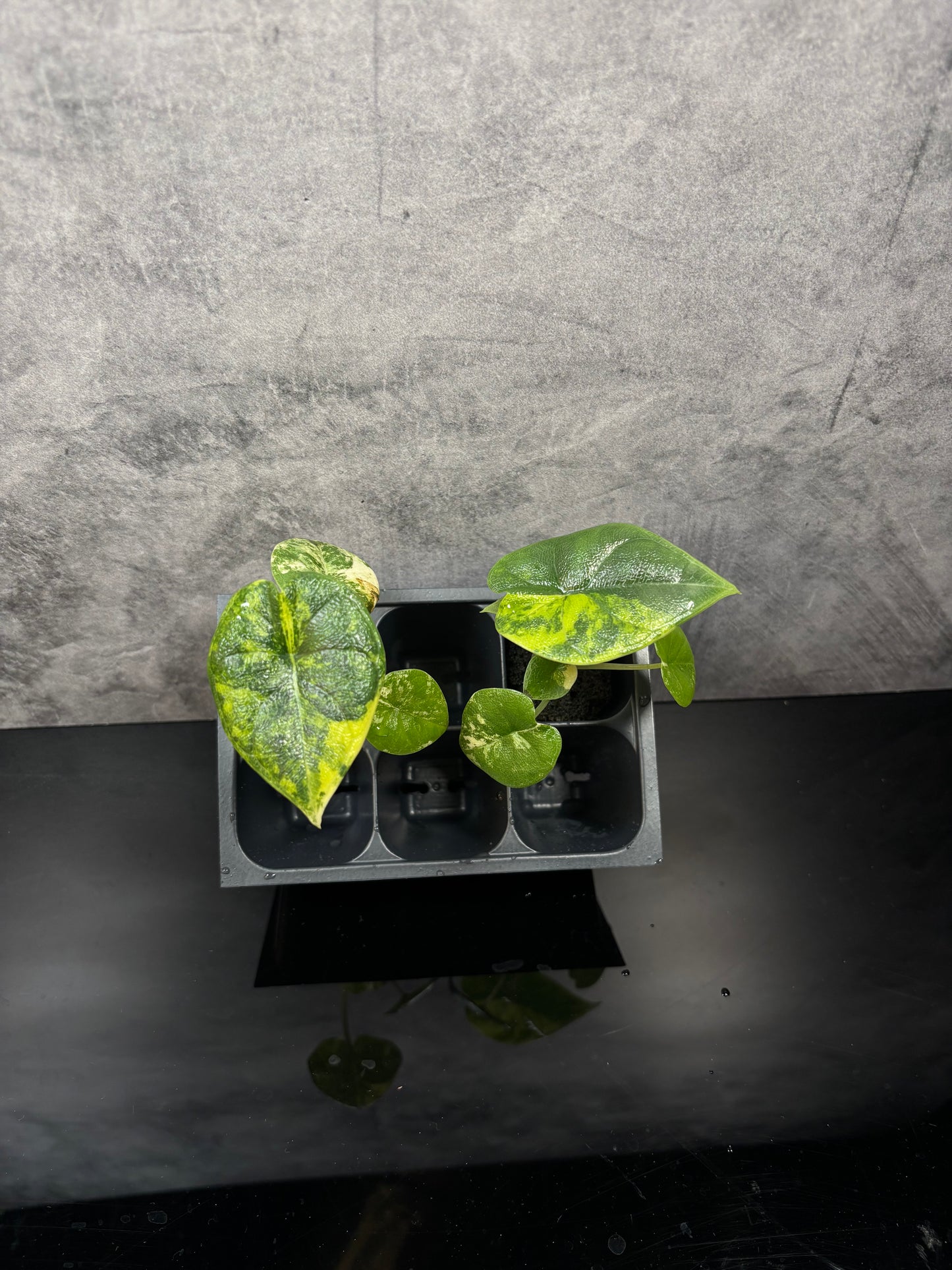 Alocasia melo tri color aurea *starter plug growers choice