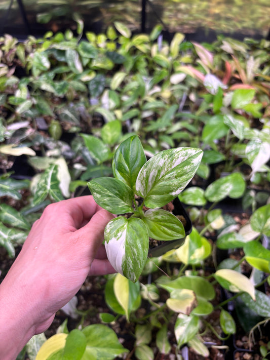 Homalomena Rubescens Aurea  tricolor 3” pot growers choice