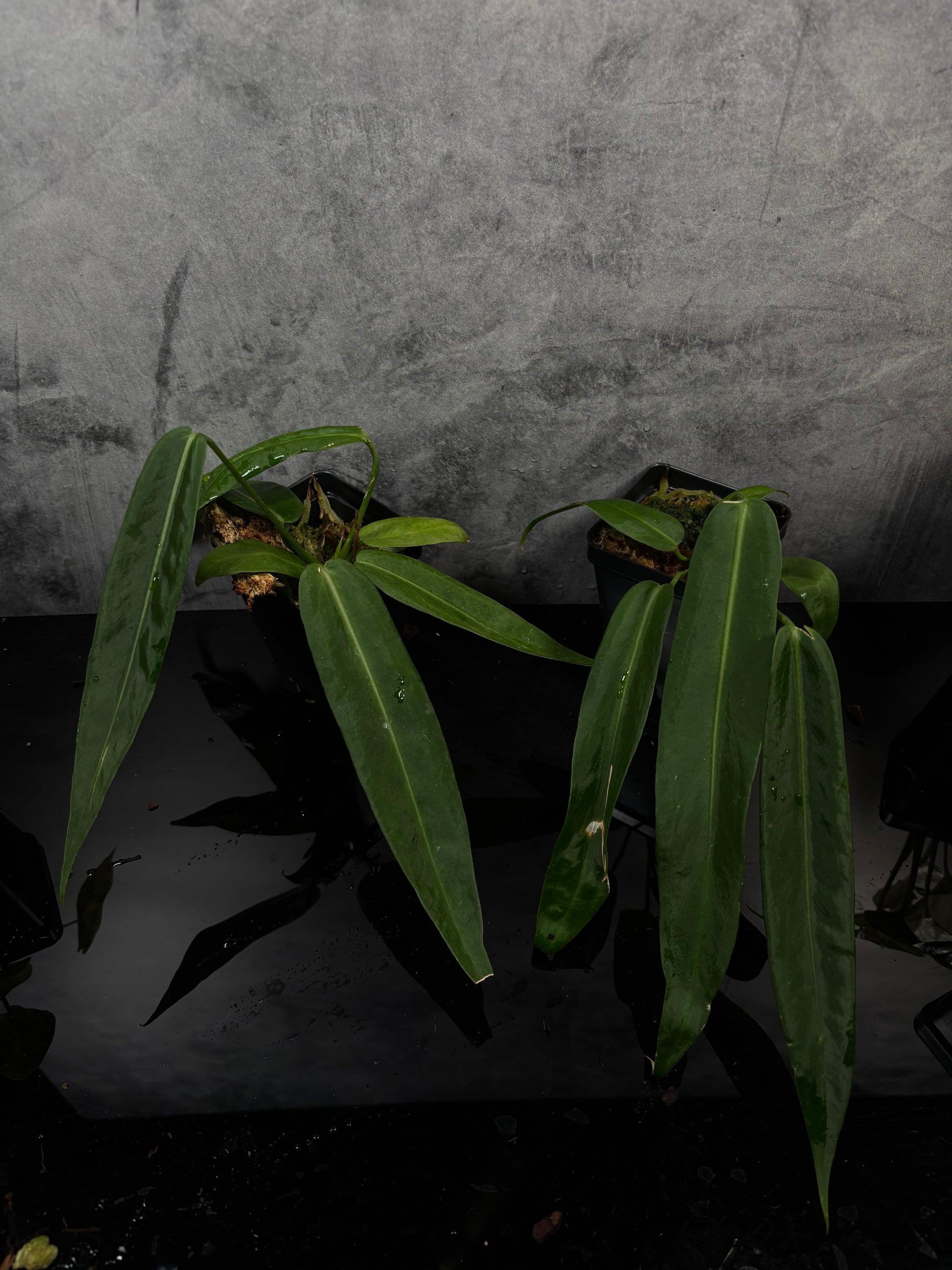 anthurium growers Anthurium pallidiflorum *growers choice 3” pot