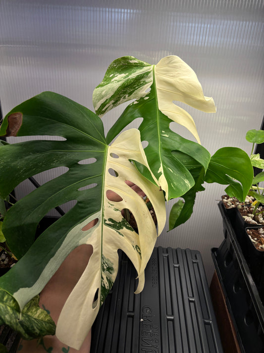 Monstera Albo Variegated 6” large plant - exact picture