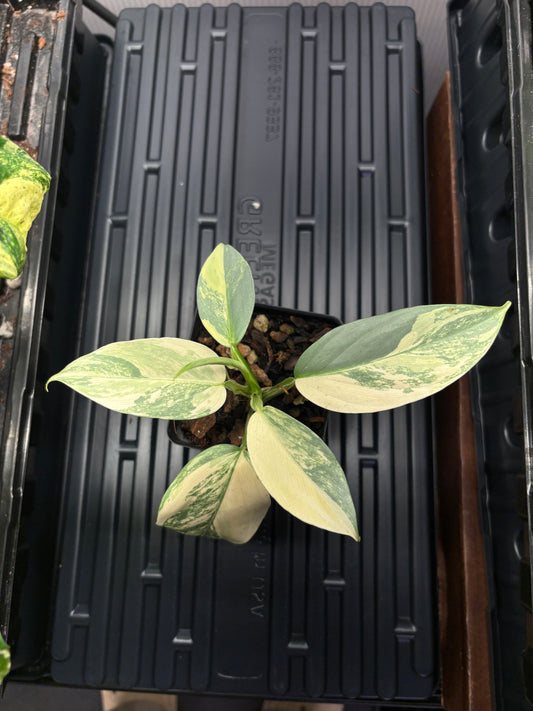 Philodendron Silver Sword Variegated 4” pot EXACT PLANT