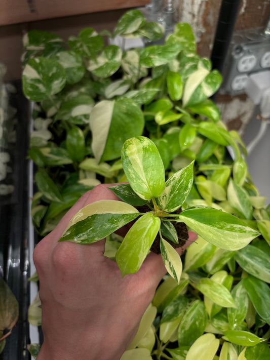 Philodendron Florida beauty variegated starter plug growers choice