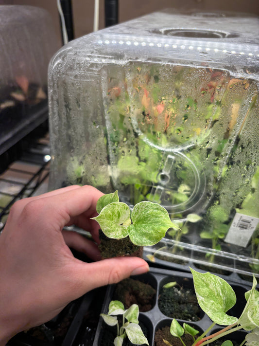 Anthurium hookeri variegated starter plug growers choice
