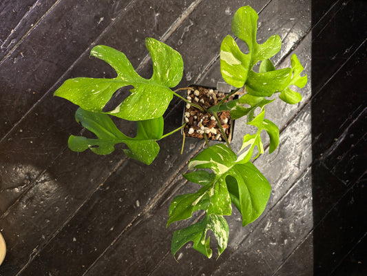 Rhaphidophora Tetrasperma Thai Constellation 4” pot EXACT PLANT