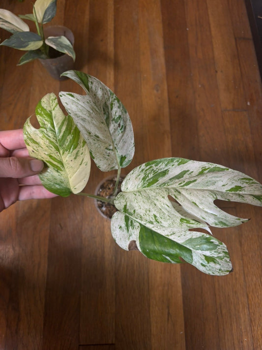 Epipremnum sp. Marble Variegated