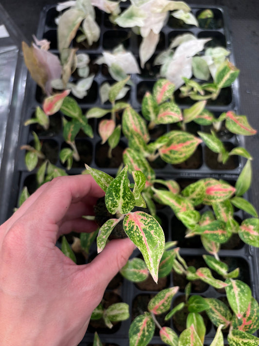 Agloanema pink silver