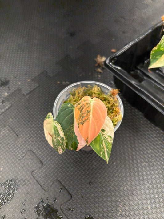 Philodendron Melanochrysum Orange Pink Variegated 3” pot exact plant