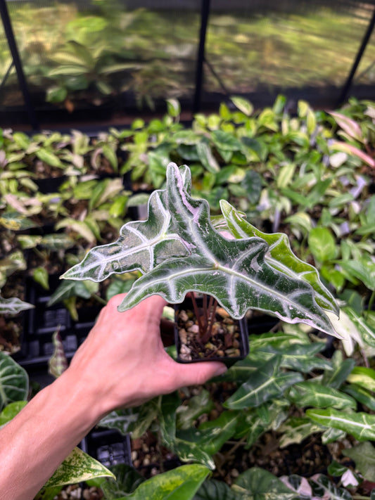 Alocasia Nobilis pink variegated 3” pot growers choice medium - high variegation