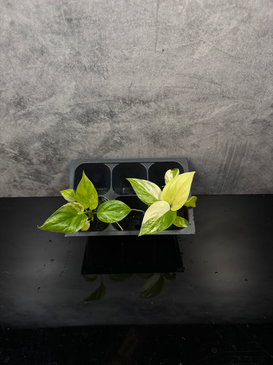 Homalomena rubescens aurea tri color *starter plug growers choice